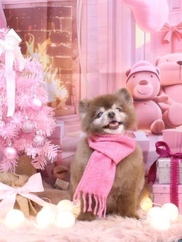 20241208クッキーくん